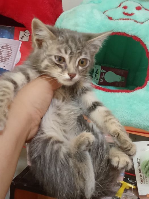 100 mingdan muwukchalar