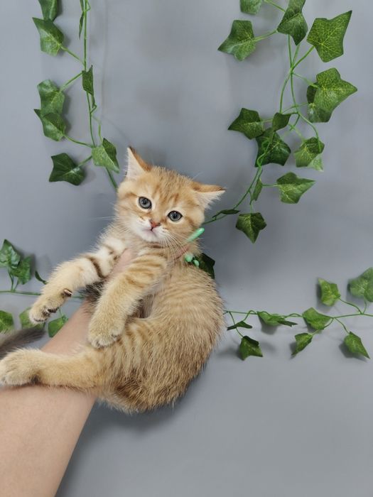 Шиншиллы ny 11 котята Алматы