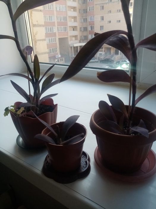 Продаю комнатные цветы