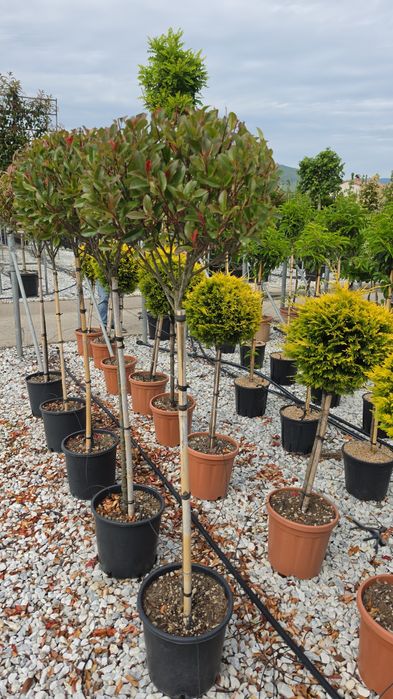 Photinia tufă si pe tija