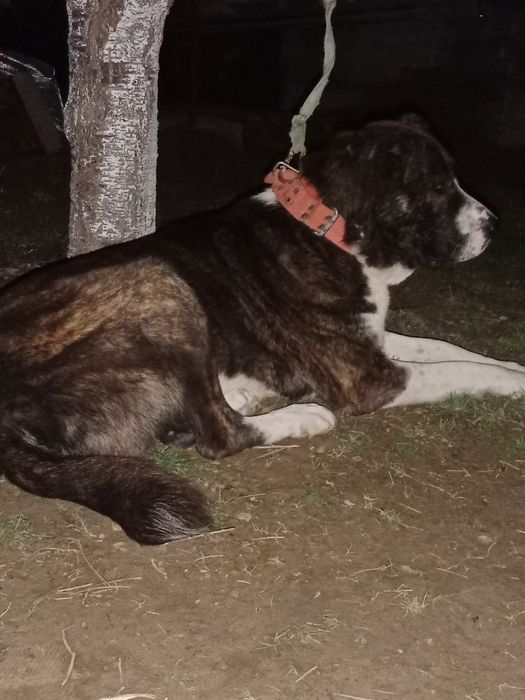 Ит сатлады еркек