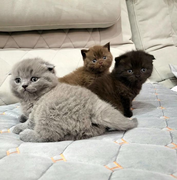 Скоттиш Фолд и Страйт .