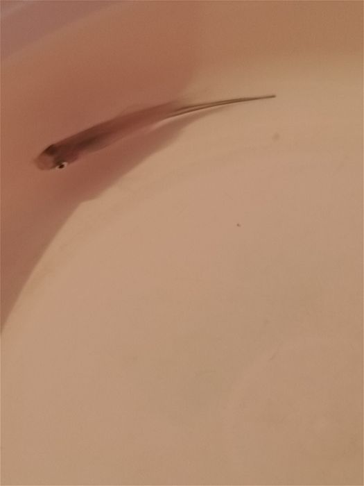 Продаю, самцов меченосцев