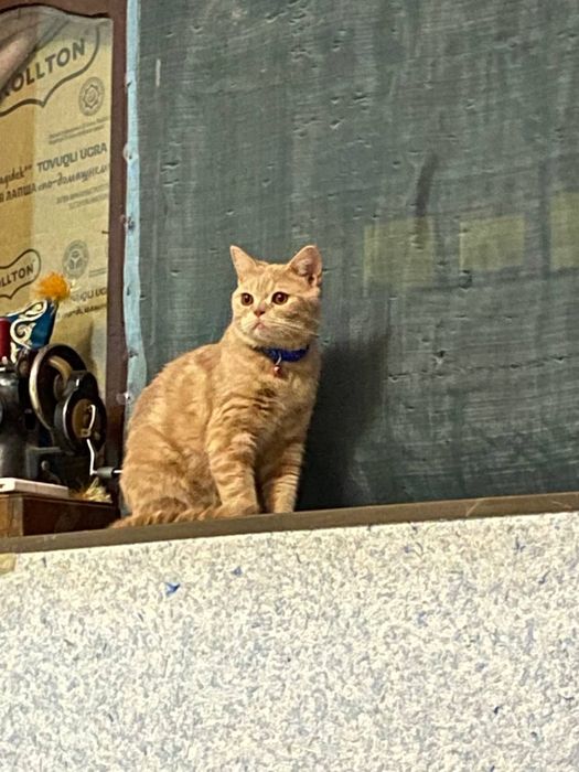 Скоттиш страйт  1йош