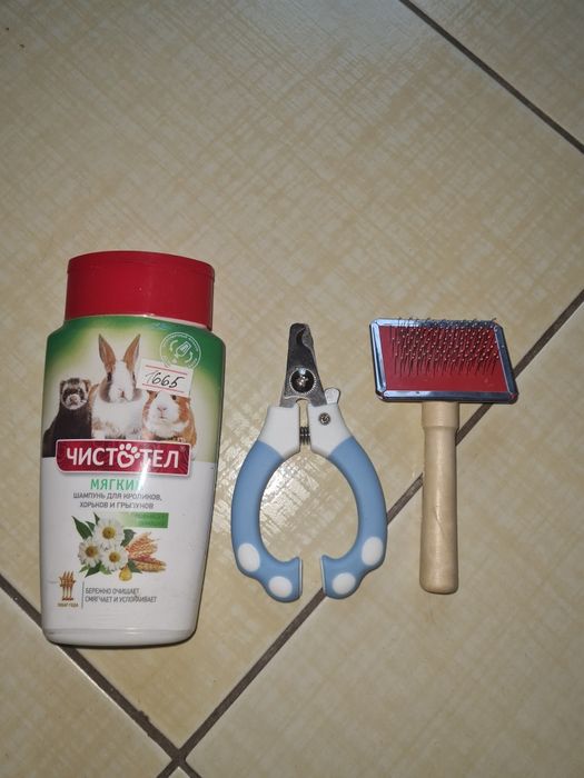 Декоративный кролик продам