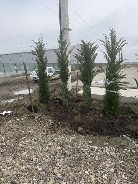 Cupressocyparis leylandi. 100 lei