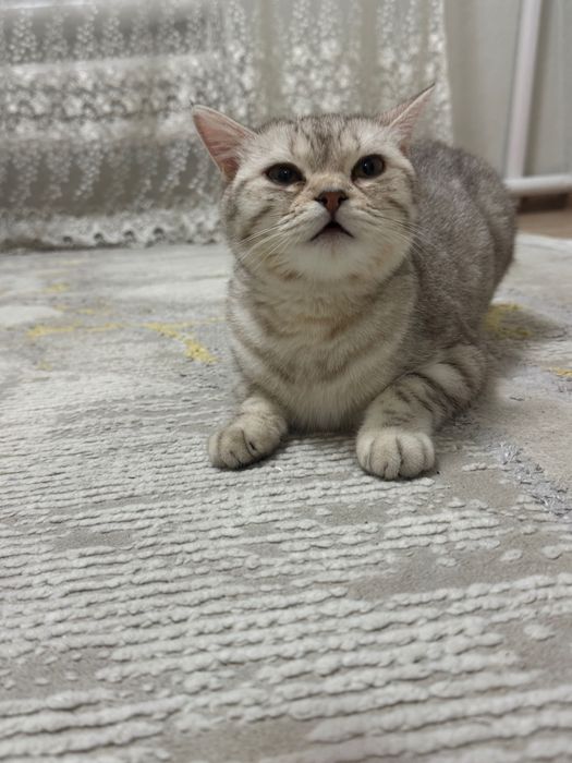 Требуется кот на вязку.БЕСПЛАТНО