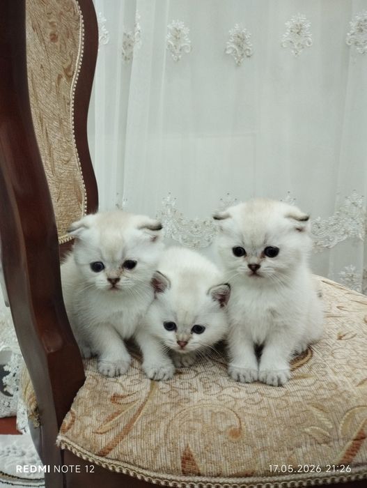 серебристая шиншилла