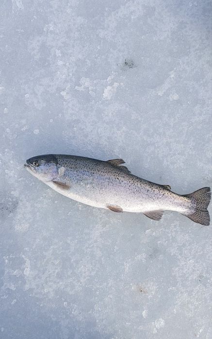Форель свежая, непотрошеная