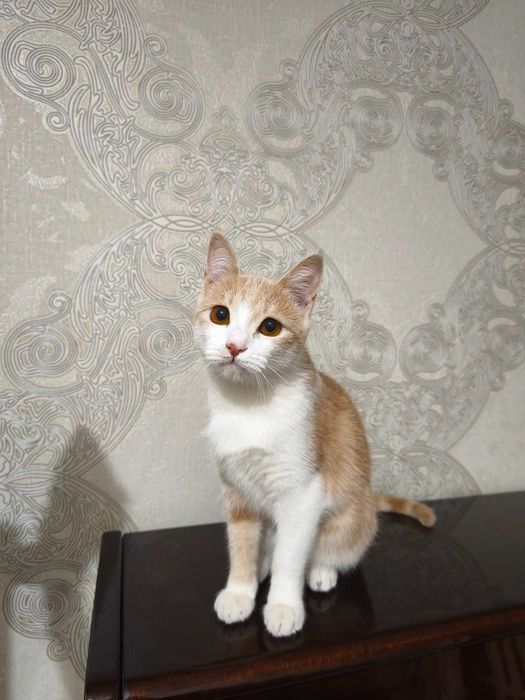 Mushuk hadya qilinadi