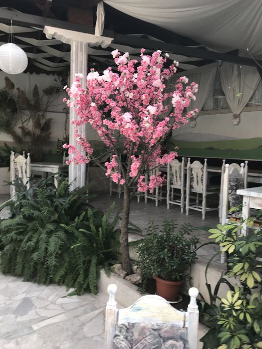 Декоративно дърво