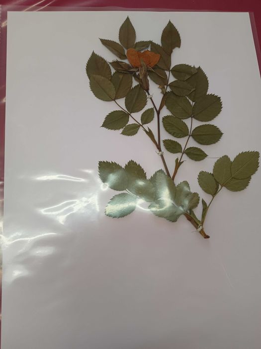 Хербарий ( за ученици и студенти)
