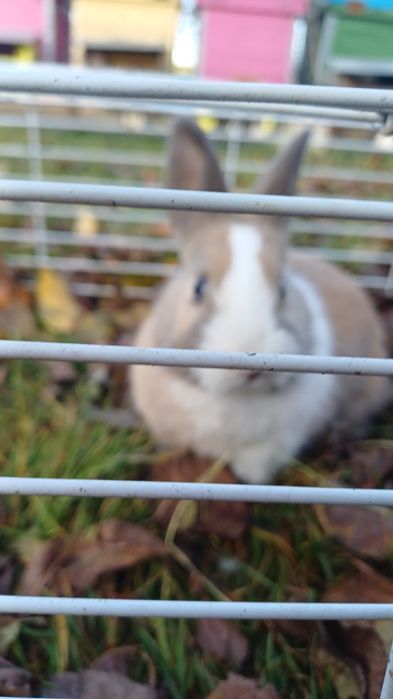 iepuri cap de leu pitic