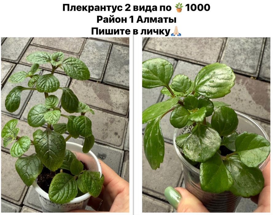 Продам Бегонии вечноцветущие