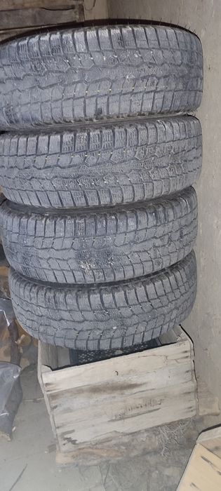 Toyo yapon qishki shinasi