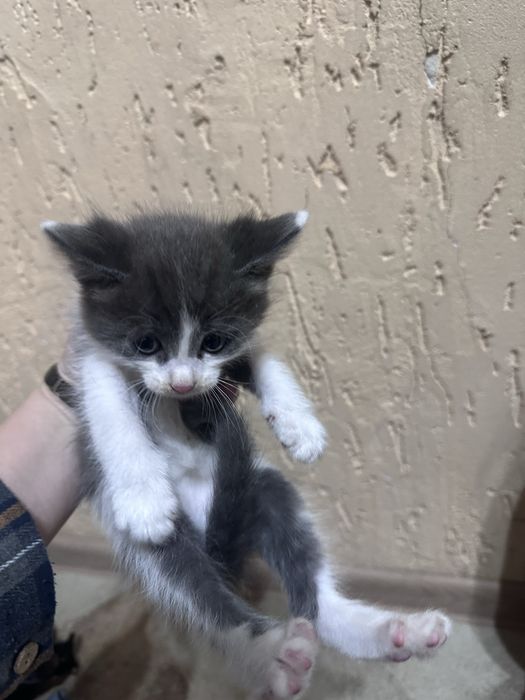 Котята бесплатно