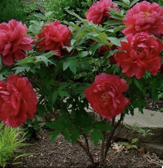 Пион древовидный 3 сорта