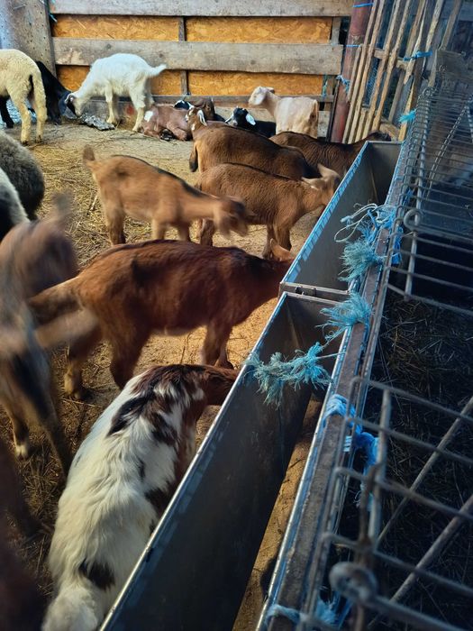 Vând iezi de anul acesta