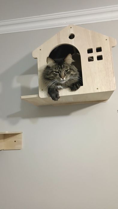 Передержка кошек , зоогостиница