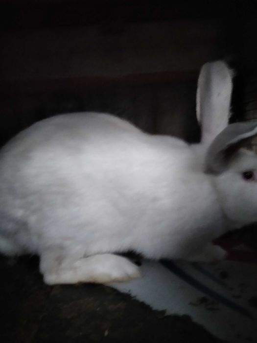 Кролики от великана