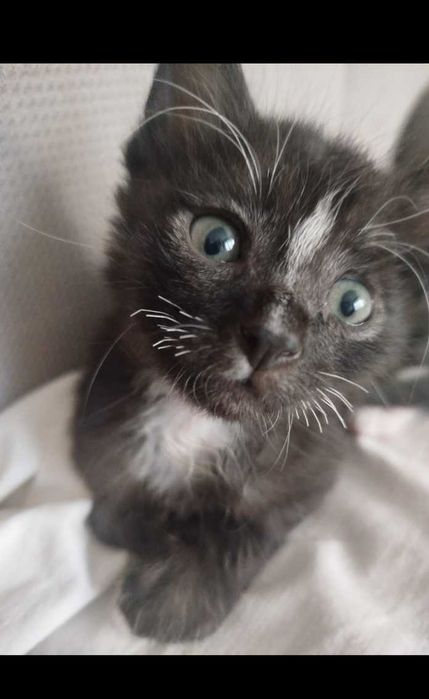 Котята в ответственные руки