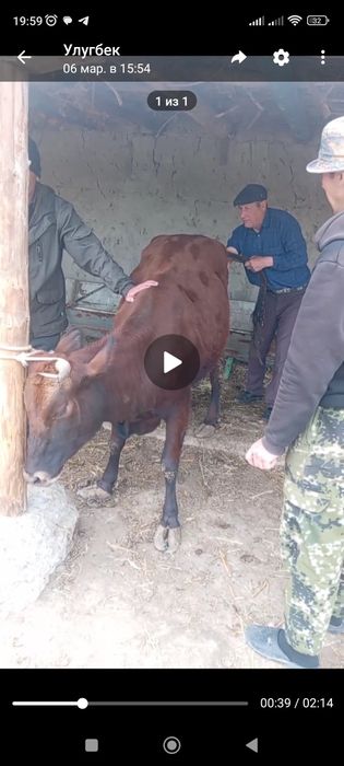 G'unajin sotiladi buguz