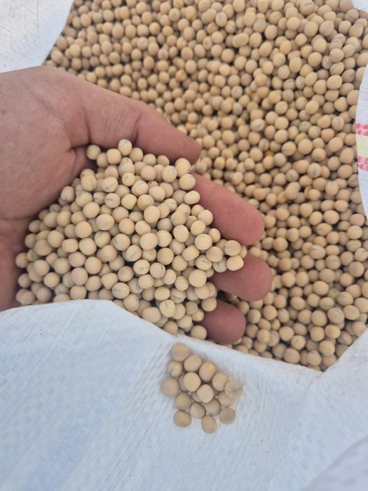 MAZĂRE SAMANTA C1,UROAIE,GRAU panaficabil și furajer