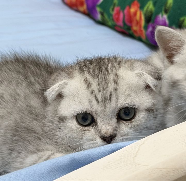 Котенок, девочка скоттиш фолд