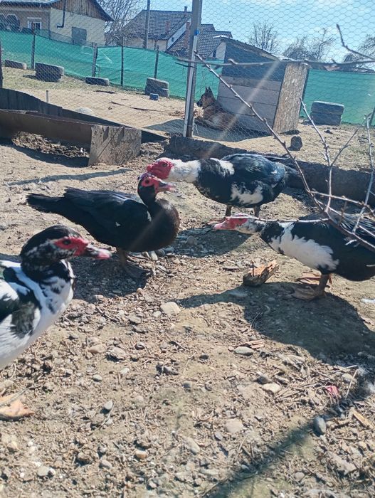 Familie rate mute 3+1