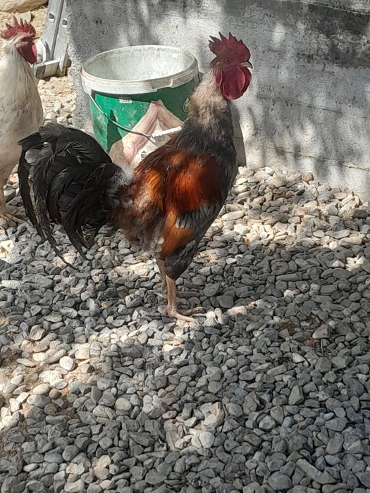 Кораз сатылад ..