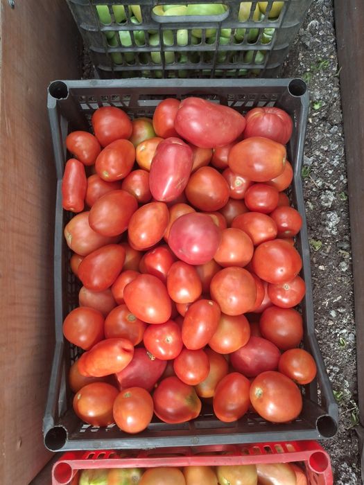 Продам домашние помидоры.