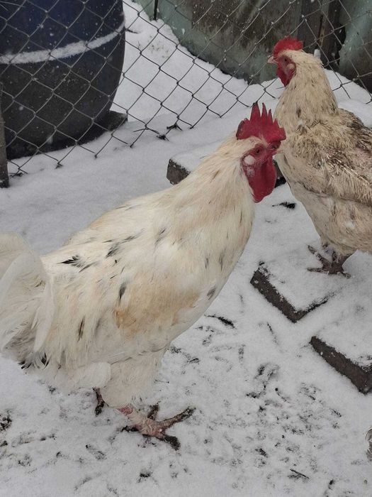 Cocos+2 gaini metise MARANS SPLASH