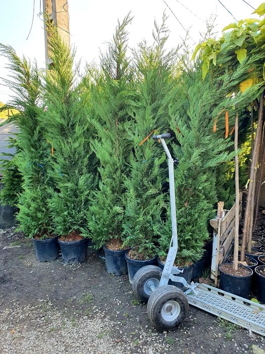 Plante ornamentale,tuia smaragd, columnaris, leylandii, tei, mesteacan