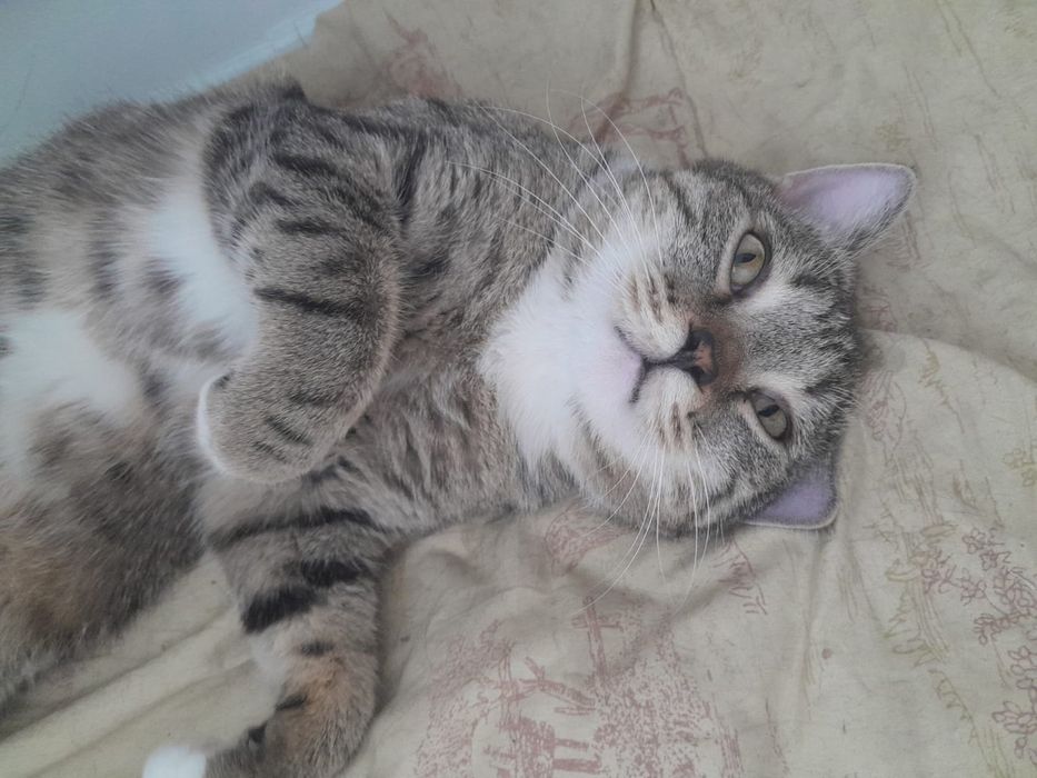 Отдам кота в добрые руки