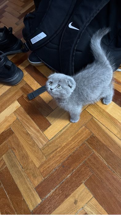 Продам котёнка вислоухий