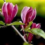 Magnolia Rustica Ruba -Roz închis