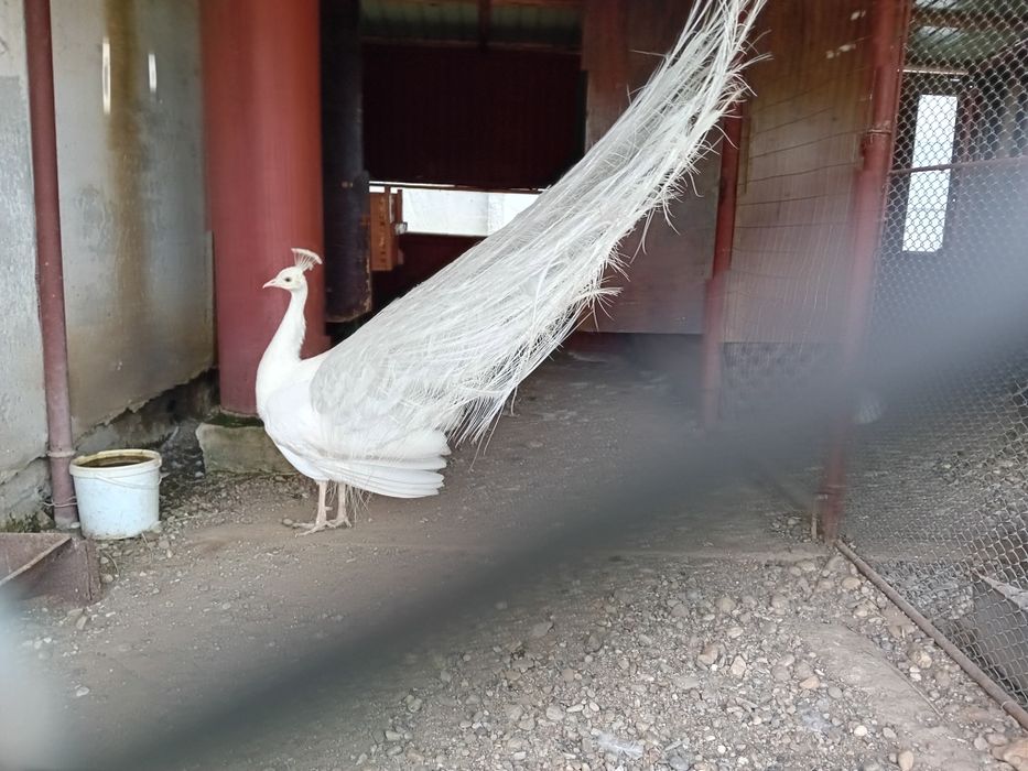 Pauni alb matur de vanzare