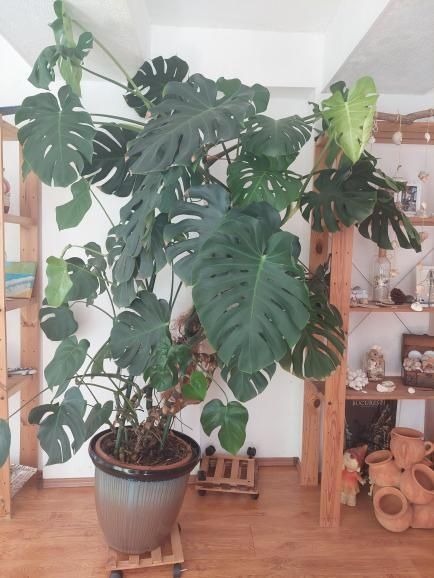 Monstera deliciosa matură – 2 metri înălțime