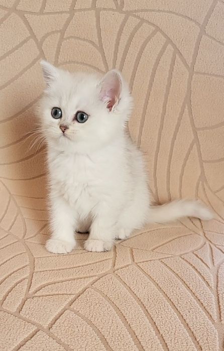 British shorthair