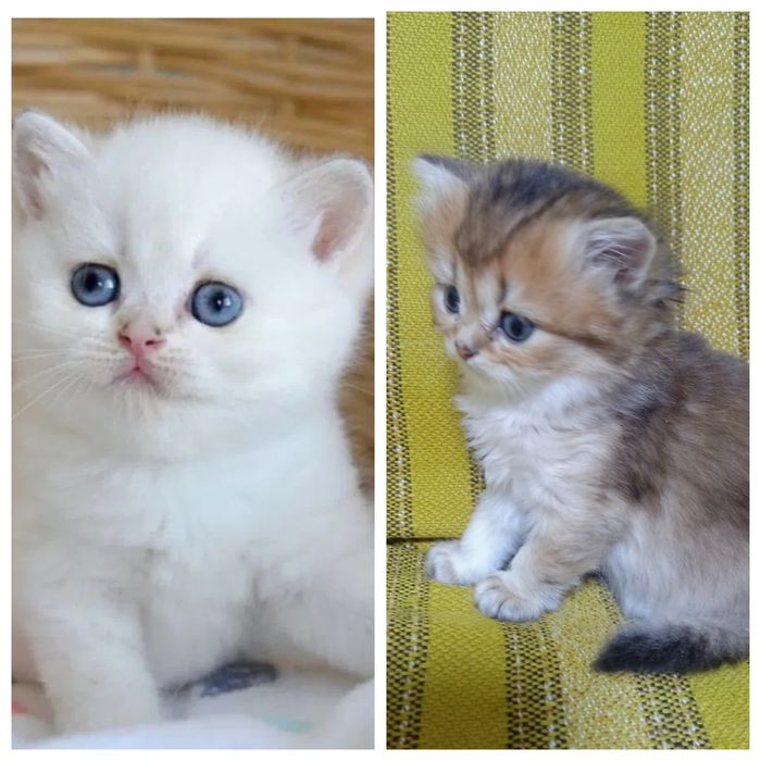 Британские котята