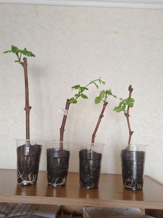 Виноград, саженцы