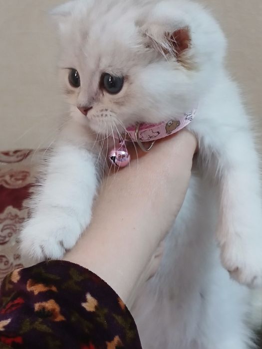 Срочно продам котенка. Серебристую вислоушку