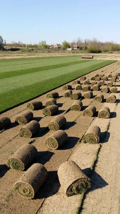 Gazon rulou sport 23 de lei m2,  transport și montaj inclus în preț.