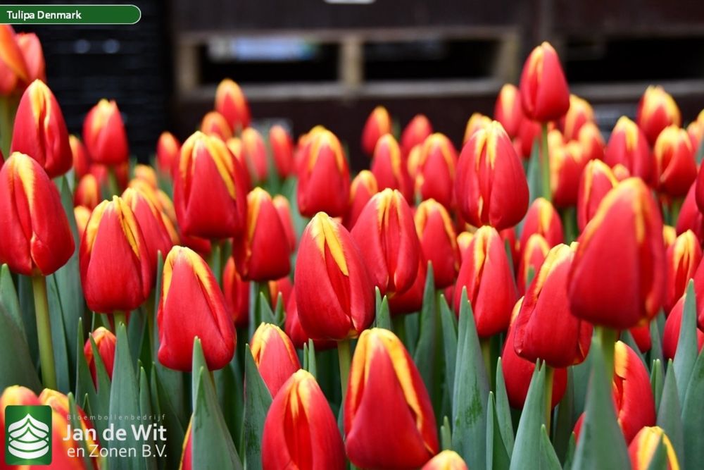Голландские тюльпаны Оптом