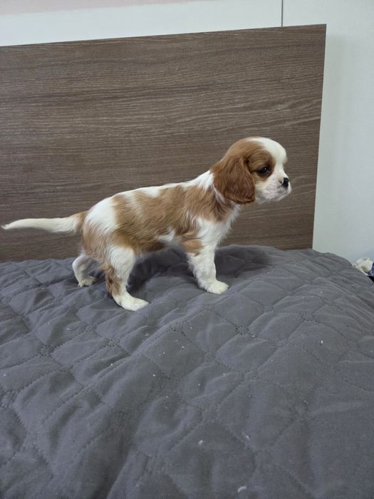 Кавалер Кинг Чарлз Шпаньол