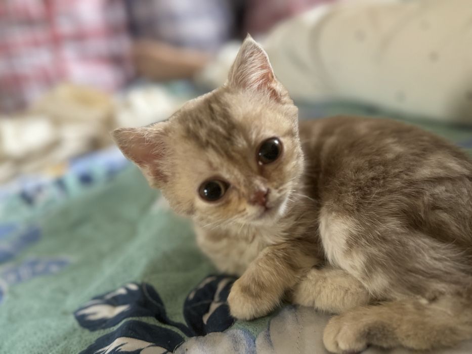 Британский котенок