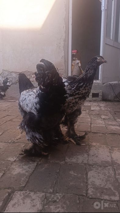 Брама зотдор соглом хурозлар!