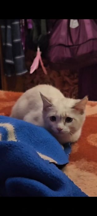 Котик страйт 5мес , в добрые руки