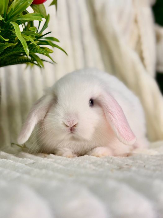 Декоративные Кролики Карлик Баран. Кролик