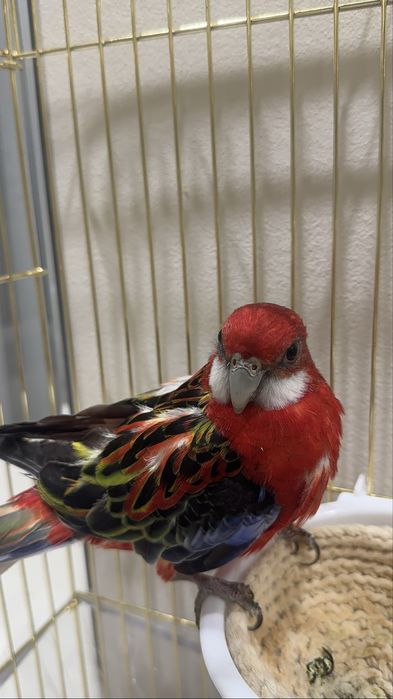 Розелла Попугай 4 Месяца